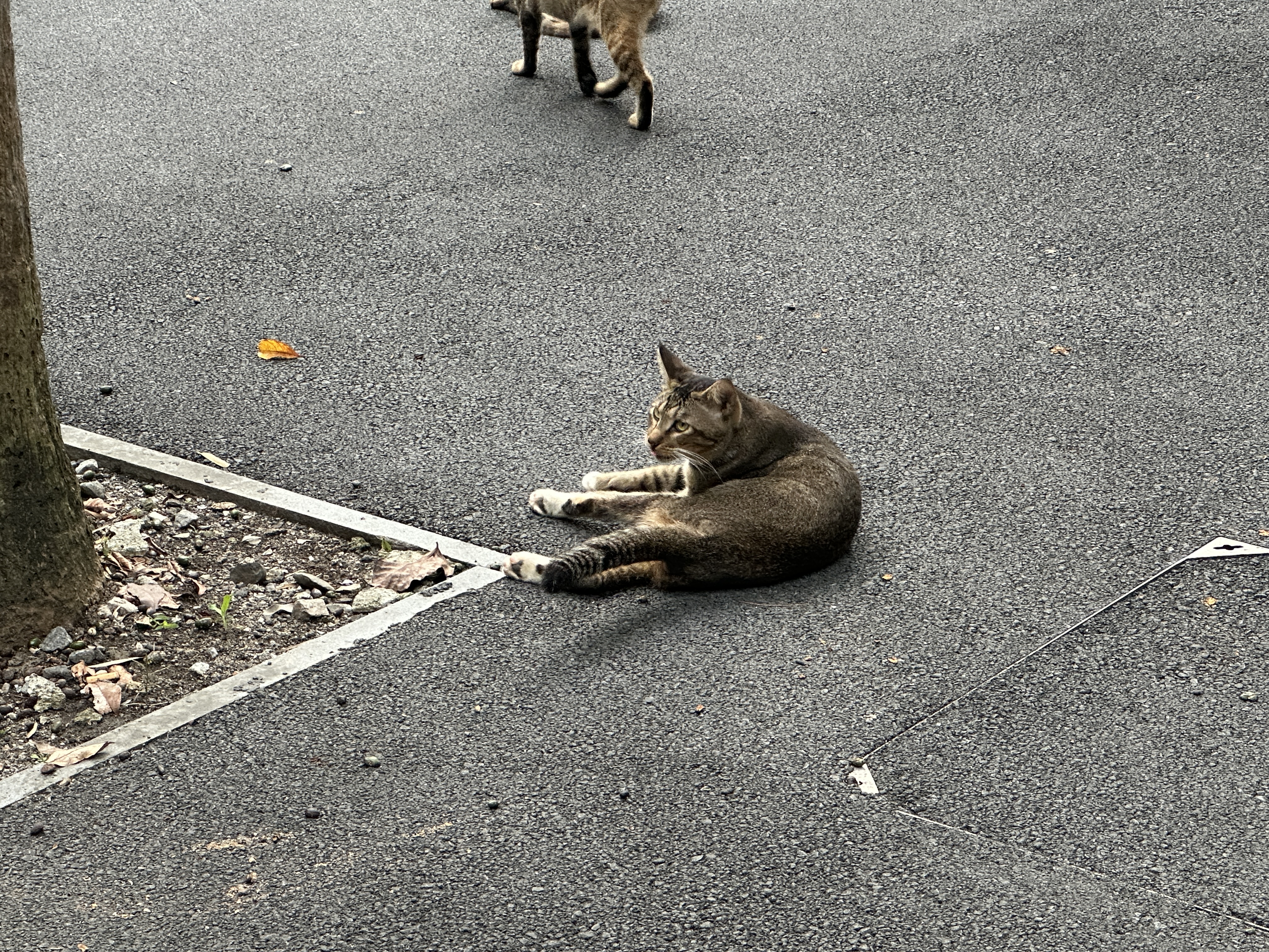 小猫