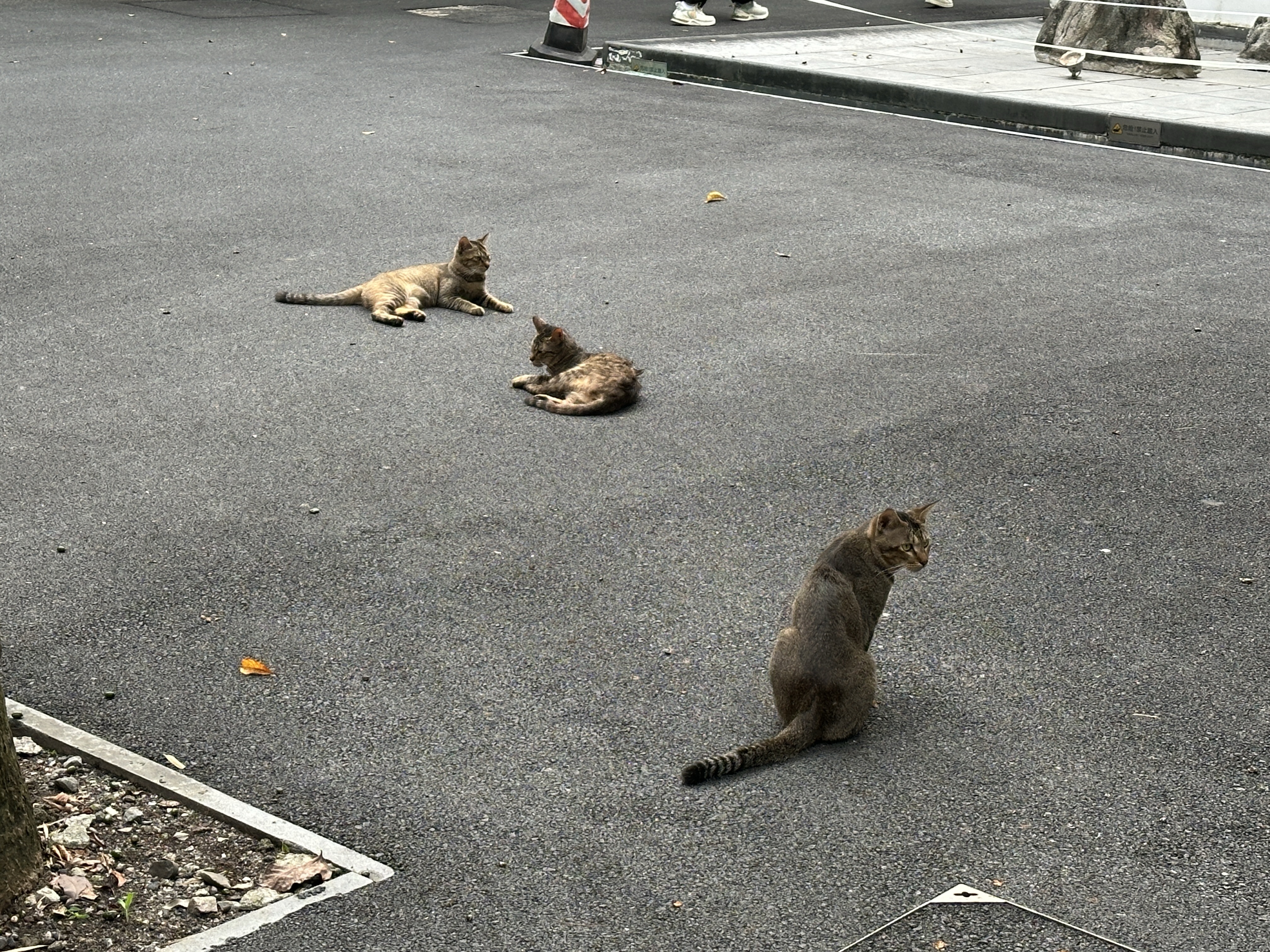 小猫