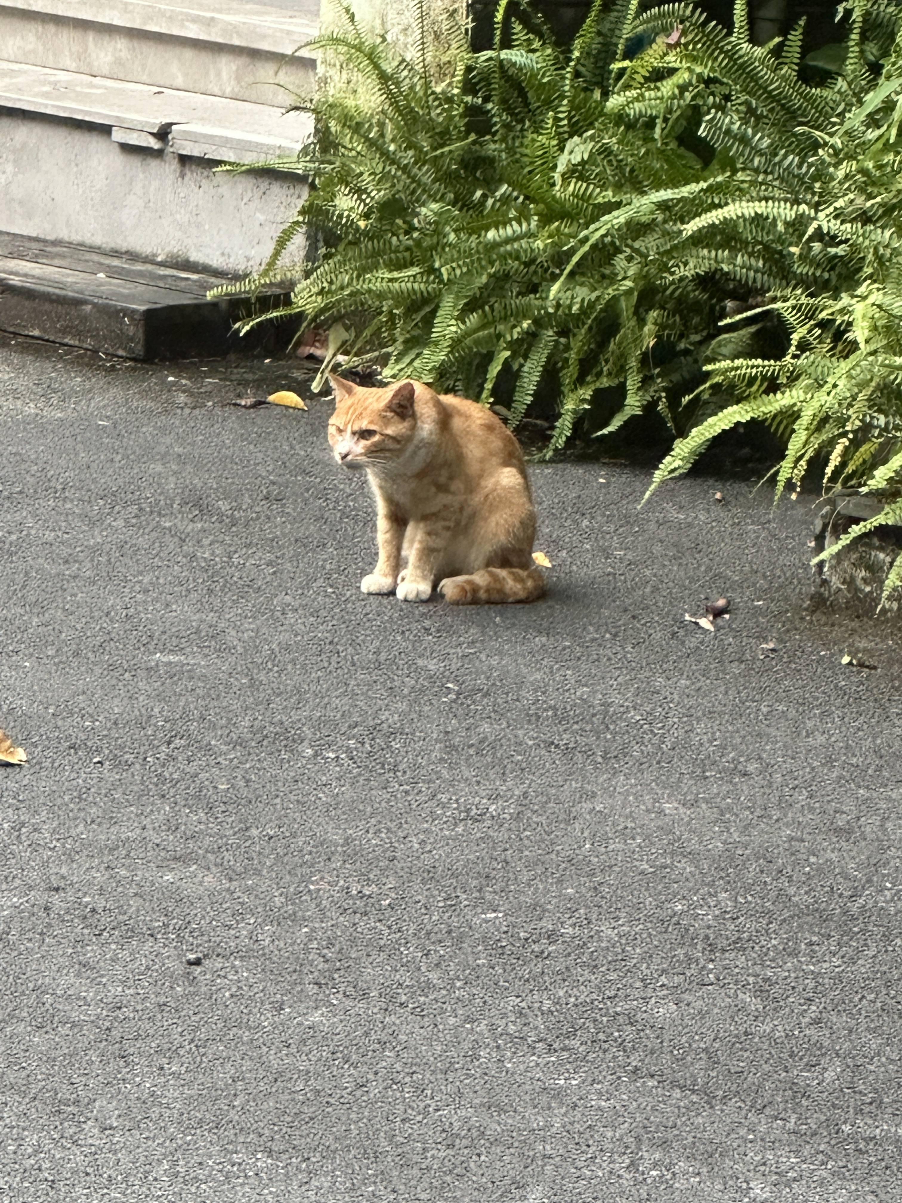 小猫
